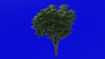 Tree animation - kermes oak tree - quercus coccifera - green screen chroma key - menidum 1a - summer spring video