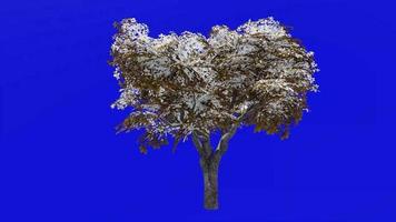 Tree animation - kermes oak tree - quercus coccifera - green screen chroma key - menidum 1c - winter snow video