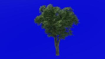 Tree animation - kermes oak tree - quercus coccifera - green screen chroma key - big 1b - summer spring video