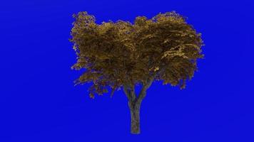 Tree animation - kermes oak tree - quercus coccifera - green screen chroma key - menidum 1c - autumn fall video
