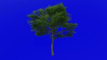 boom animatie - konara eik boom - jolcham eik - quercus serrata - groen scherm chroma sleutel - groot 1b - zomer voorjaar video