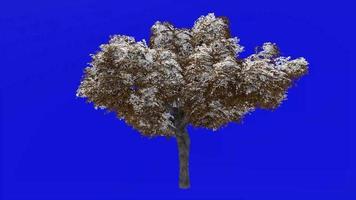 Tree animation - kermes oak tree - quercus coccifera - green screen chroma key - large 1c - winter snow video