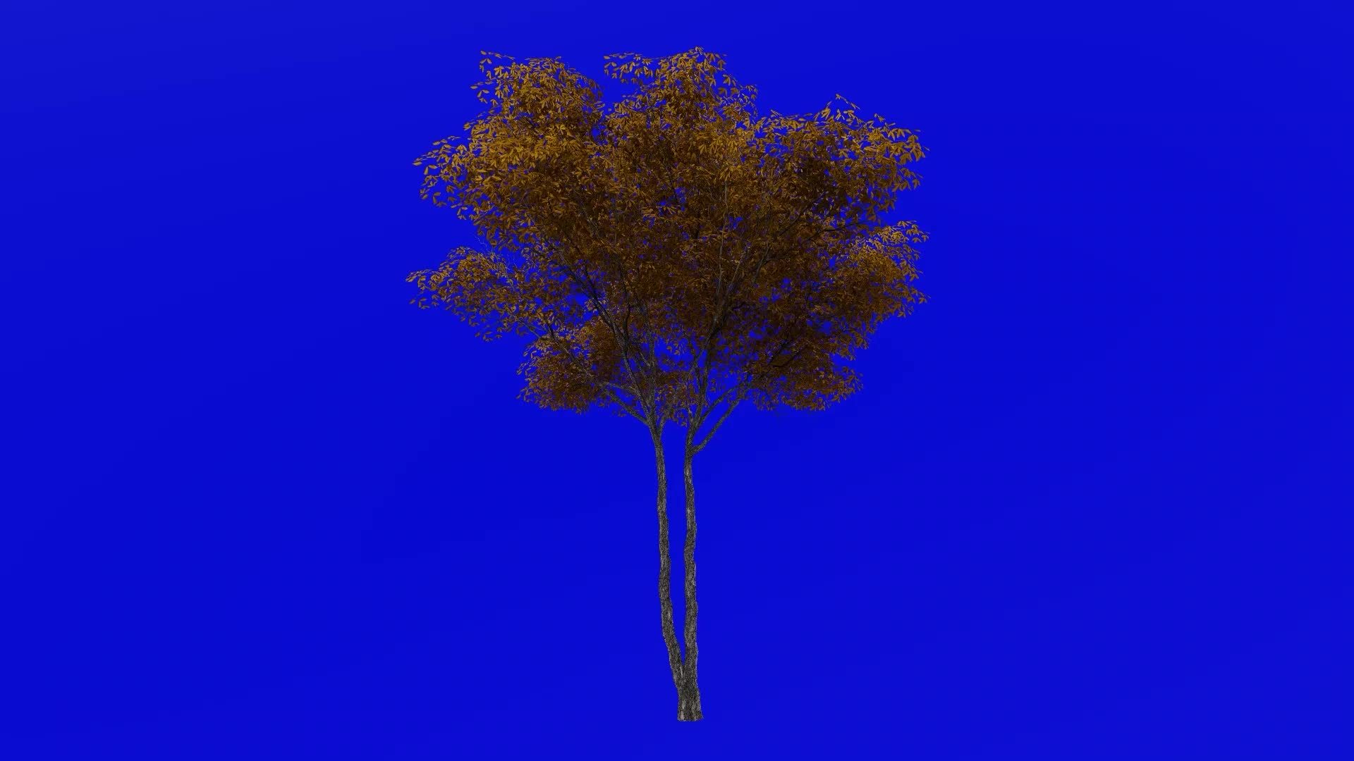 Tree animation konara oak tree jolcham oak quercus serrata