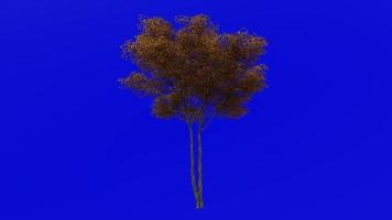 Tree animation - konara oak tree - jolcham oak - quercus serrata - green screen chroma key - medium 1a - autumn fall video
