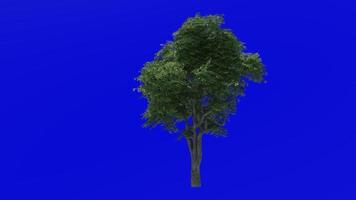 Tree animation - kermes oak tree - quercus coccifera - green screen chroma key - big 1c - summer spring video