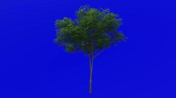 Tree animation - konara oak tree - jolcham oak - quercus serrata - green screen chroma key - medium 1b - summer spring video