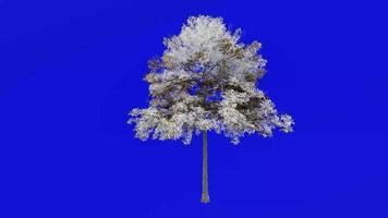 Tree Animation - lacebark elm - chinese elm - ulmus parvifolia - green screen chroma key - large 1a - winter snow video