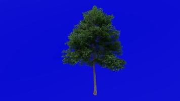 Tree Animation - lacebark elm - chinese elm - ulmus parvifolia - green screen chroma key - medium 2a - summer spring video