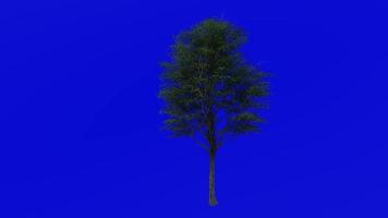 Tree fruit animation - post oak - quercus stellata - green screen chroma key - medium 2a - summer spring video