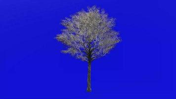 Tree fruit animation - post oak - quercus stellata - green screen chroma key - big 1a - winter snow video