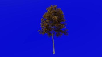 Tree Animation - lacebark elm - chinese elm - ulmus parvifolia - green screen chroma key - small 1b - autumn fall video