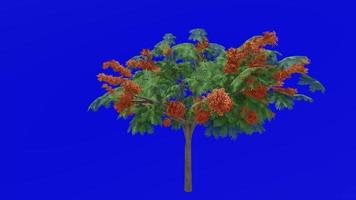 boom bloem animatie - Koninklijk poinciana, flamboyant, Feniks bloem, vlam van de Woud, vlam boom - delonix regia - groen scherm chroma sleutel - oranje c video