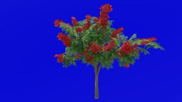 träd blomma animering - kunglig Poinciana, flamboyant, fågel Fenix blomma, flamma av de skog, flamma träd - delonix regia - grön skärm krom nyckel - röd 1c video