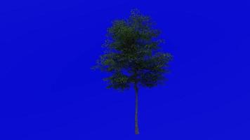 Tree fruit animation - post oak - quercus stellata - green screen chroma key - small 1a - summer spring video