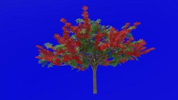 Tree flower animation - royal poinciana, flamboyant, phoenix flower, flame of the forest, flame tree - delonix regia - green screen chroma key - red 2c video