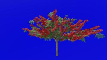 Tree flower animation - royal poinciana, flamboyant, phoenix flower, flame of the forest, flame tree - delonix regia - green screen chroma key - red 2a video