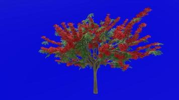 Tree flower animation - royal poinciana, flamboyant, phoenix flower, flame of the forest, flame tree - delonix regia - green screen chroma key - red 2b video