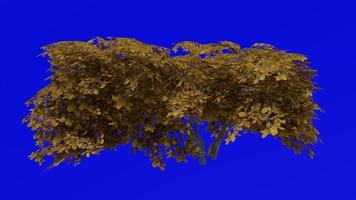Tree animation - kermes oak tree - quercus coccifera - green screen chroma key - small 2a - autumn fall video
