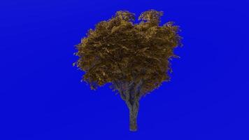 Tree animation - kermes oak tree - quercus coccifera - green screen chroma key - menidum 1a - autumn fall video