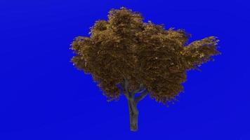 boom animatie - kermes eik boom - quercus coccifera - groen scherm chroma sleutel - groot 2c - herfst vallen video