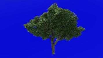 Tree animation - kermes oak tree - quercus coccifera - green screen chroma key - large 1b - summer spring video