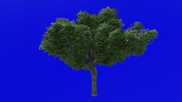 Tree animation - kermes oak tree - quercus coccifera - green screen chroma key - large 1c - summer spring video