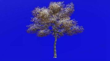 árvore animação - Konara carvalho árvore - jolcham carvalho - quercus serrata - verde tela croma chave - grande 1a - inverno neve video