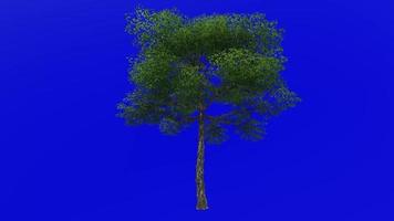 árvore animação - Konara carvalho árvore - jolcham carvalho - quercus serrata - verde tela croma chave - grande 1b - verão Primavera video