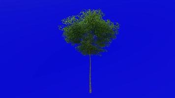 Baum Animation - - Konara Eiche Baum - - jolcham Eiche - - Quercus serrata - - Grün Bildschirm Chroma Schlüssel - - klein 2a - - Sommer- Frühling video