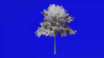 Tree Animation - lacebark elm - chinese elm - ulmus parvifolia - green screen chroma key - large 1b - winter snow video