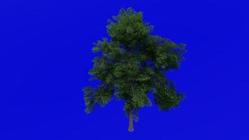 Tree Animation - lacebark elm - chinese elm - ulmus parvifolia - green screen chroma key - big 1b - summer spring video