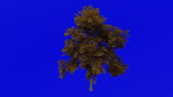 boom animatie - kantschors iep - Chinese iep - ulmus parvifolia - groen scherm chroma sleutel - groot 1b - herfst vallen video