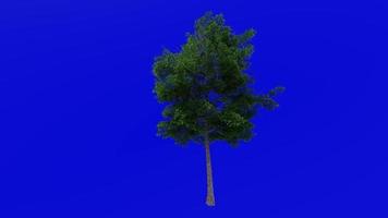 Tree Animation - lacebark elm - chinese elm - ulmus parvifolia - green screen chroma key - small 2b - summer spring video