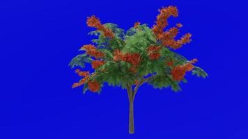 albero fiore animazione - reale poinciana, sgargiante, Fenice fiore, fiamma di il foresta, fiamma albero - delonix regia - verde schermo croma chiave - arancia d video