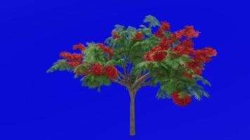 träd blomma animering - kunglig Poinciana, flamboyant, fågel Fenix blomma, flamma av de skog, flamma träd - delonix regia - grön skärm krom nyckel - röd 1b video