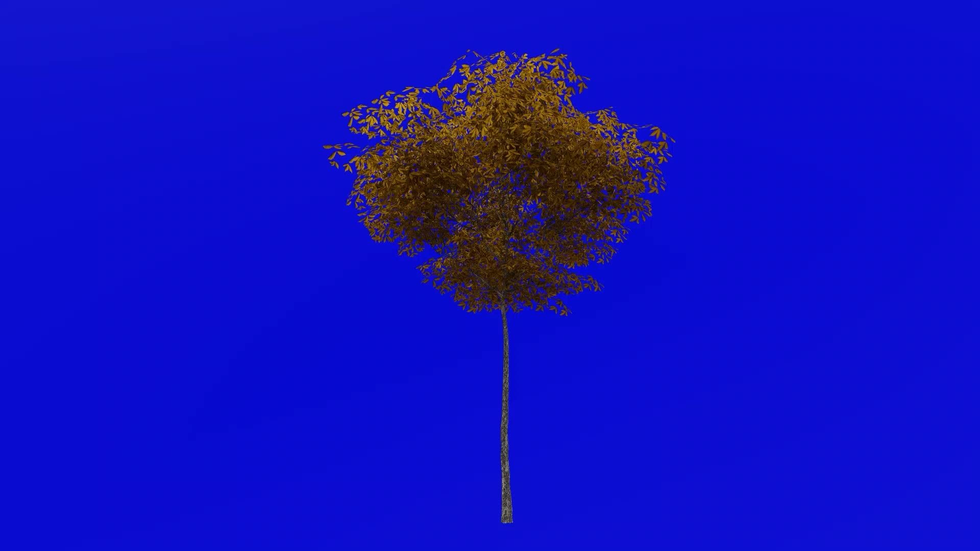 Tree animation konara oak tree jolcham oak quercus serrata