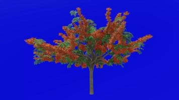 Tree flower animation - royal poinciana, flamboyant, phoenix flower, flame of the forest, flame tree - delonix regia - green screen chroma key - orange 2c video