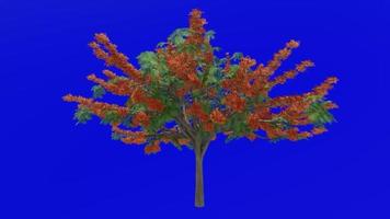 Tree flower animation - royal poinciana, flamboyant, phoenix flower, flame of the forest, flame tree - delonix regia - green screen chroma key - orange 2b video