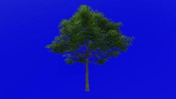 Tree animation - konara oak tree - jolcham oak - quercus serrata - green screen chroma key - large 1a - summer spring video