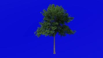 Tree Animation - lacebark elm - chinese elm - ulmus parvifolia - green screen chroma key - large 1b - summer spring video