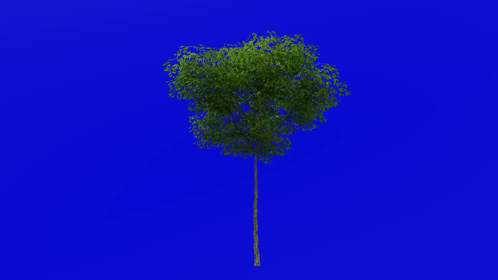 Tree animation konara oak tree jolcham oak quercus serrata