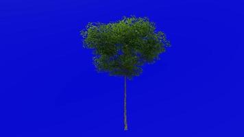 Tree animation - konara oak tree - jolcham oak - quercus serrata - green screen chroma key - small 2b - summer spring video