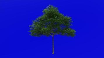 boom animatie - konara eik boom - jolcham eik - quercus serrata - groen scherm chroma sleutel - medium 2a - zomer voorjaar video