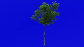 Tree animation - konara oak tree - jolcham oak - quercus serrata - green screen chroma key - small 1a - summer spring video