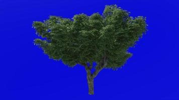 Tree animation - kermes oak tree - quercus coccifera - green screen chroma key - large 2b - summer spring video