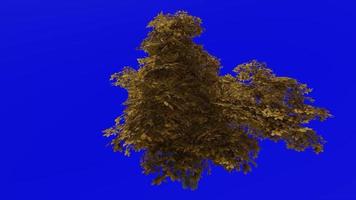 Tree animation - kermes oak tree - quercus coccifera - green screen chroma key - small 3b - autumn fall video