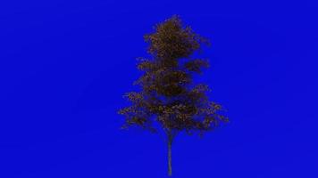 Tree fruit animation - post oak - quercus stellata - green screen chroma key - small 2b - autumn fall video