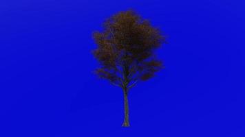 árvore fruta animação - postar carvalho - quercus Stellata - verde tela croma chave - ampla 1a - outono outono video