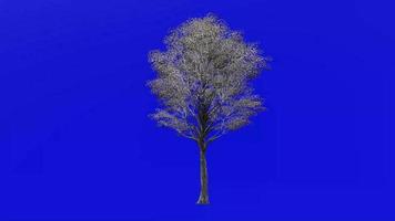 Tree fruit animation - post oak - quercus stellata - green screen chroma key - large 1a - winter snow video