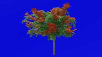 arbre fleur animation - Royal poinciana, flamboyant, phénix fleur, flamme de le forêt, flamme arbre - delonix regia - vert écran chrominance clé - Orange une video